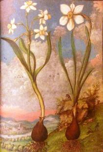 Narcisse à bouquet et herbe à la Vierge