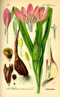 Colchique d'automne (Colchium autumnale), tiré de "Laflore de l'Allemagne, l'Autriche et la Suisse" (1885) de O. W. Thomé