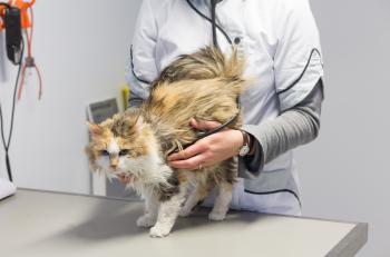 Quels produits pour soulager l’arthrose du chat ?