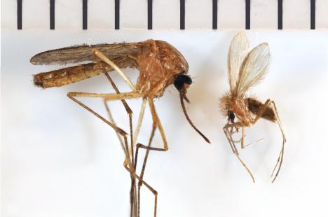 Le culex (à gauche), comme les autres moustiques, est anatomiquement très différent du phlébotome (à droite) ; la règle est en mm.