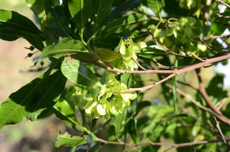 Bois de reinette des hauts (Dodonaea viscosaea)