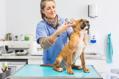 Le nettoyage des oreilles - Clinique vétérinaire Animalis* Clinique  vétérinaire Animalis*