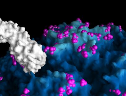 Rhinovirus responsable des rhumes communs. Représentation de la surface moléculaire d'un virus.