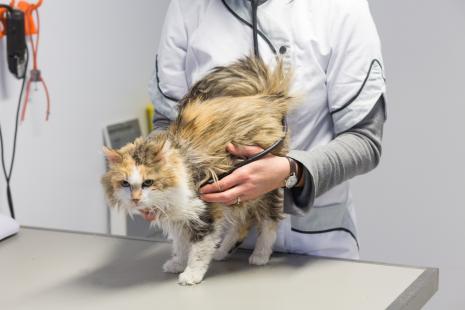 La difficulté de l’examen orthopédique et radiographique chez le chat complique le diagnostic